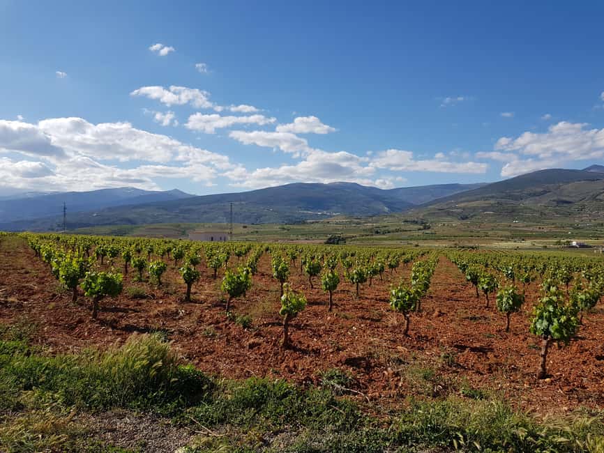 Almería: Wine tour and aperitif from La Alpujarra in Winery - A rural museum that explains daily farm life