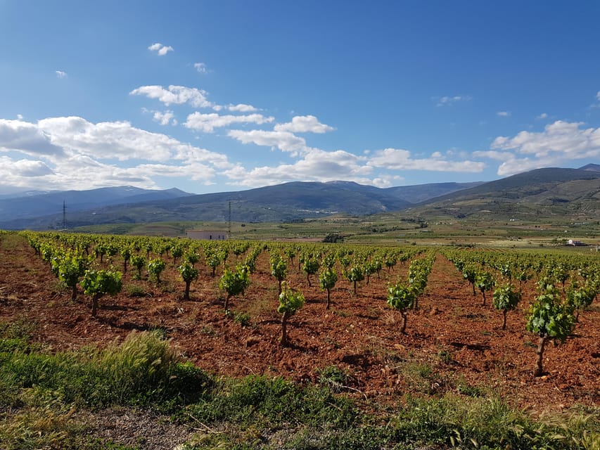 Almería: Wine tour and tasting in Organic Winery - Inside the organic winery