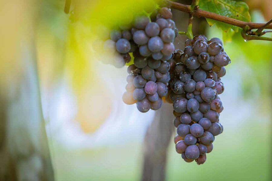 Alsace: Visit and Wine Tasting at Domaine Pierre Adam - Price and overall value at $21