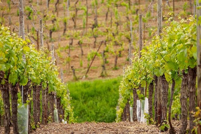 Alsace Wine Route Small Group Half-Day Tour with Tasting from Strasbourg - Why this Alsace wine tour works well from Strasbourg
