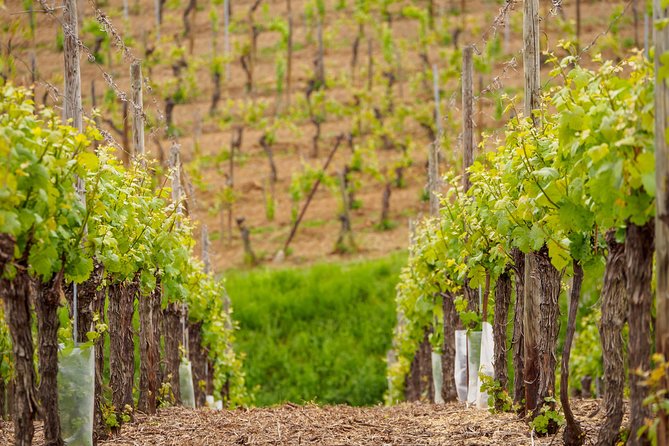 Alsace Wine Route Wineries & Tasting Small Group Guided Tour from Strasbourg - Dambach-la-Ville and the traditional cellar