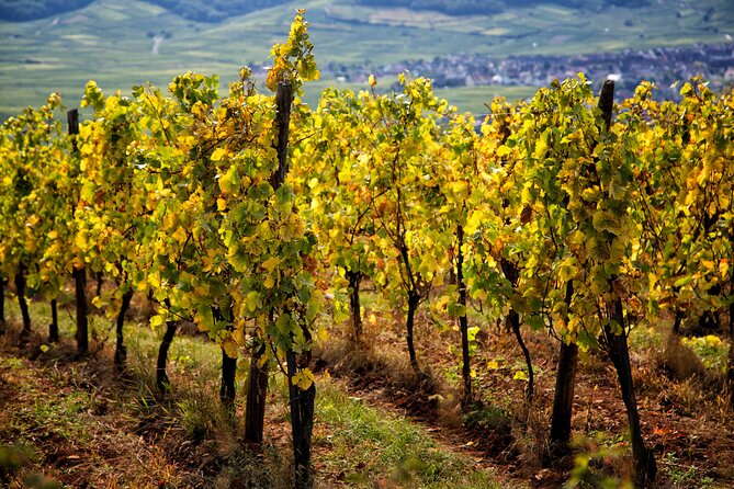 Alsace Wine Route Wineries & Tasting Small Group Guided Tour from Strasbourg - Ribeauvillé and Riquewihr among the Grand Crus