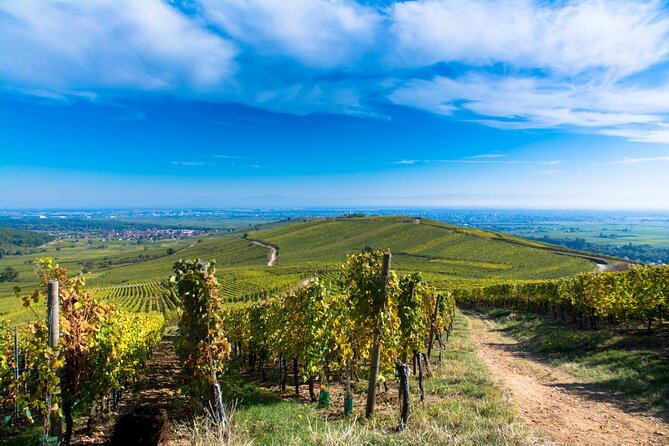 Alsace Wine Route Wineries & Tasting Small Group Guided Tour from Strasbourg - Who should book this tour?