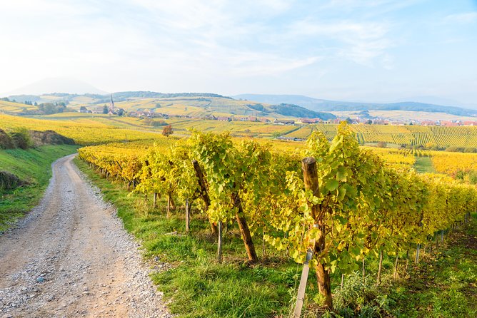 Alsace Wine Route Wineries & Tasting Small Group Guided Tour from Strasbourg - Your lunch break and the practical side of the day