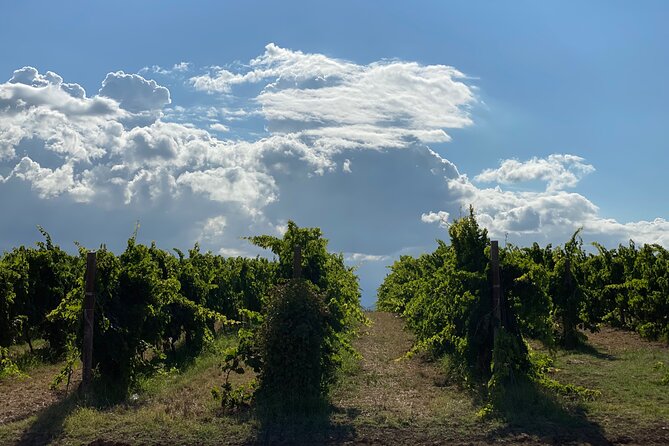 Among ancient sunny vineyards, visit and taste the wines from the San Lorenzo cellar - Is $34.73 a fair price?