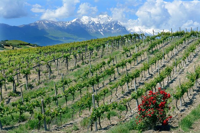 Among ancient sunny vineyards, visit and taste the wines from the San Lorenzo cellar - Reading the vineyard through farming choices