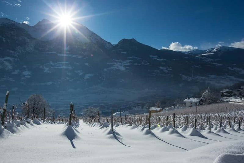 Aosta Valley: Visit and wine tasting at the Grosjean winery - Why Grosjean is a good introduction to Aosta Valley wine