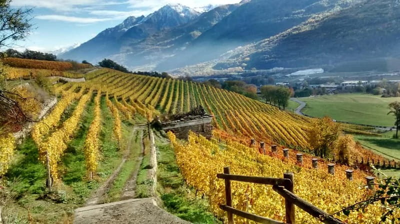 Aosta Valley: Visit and wine tasting at the Grosjean winery - Starting at the aging and bottling cellar