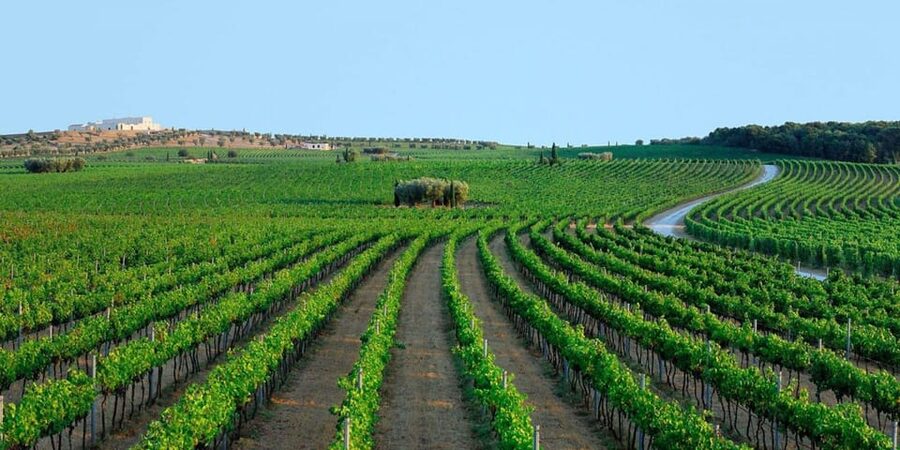 Apulia: Guided Vineyard Tour with Wine Tasting - Starting beneath the estate’s old oak tree