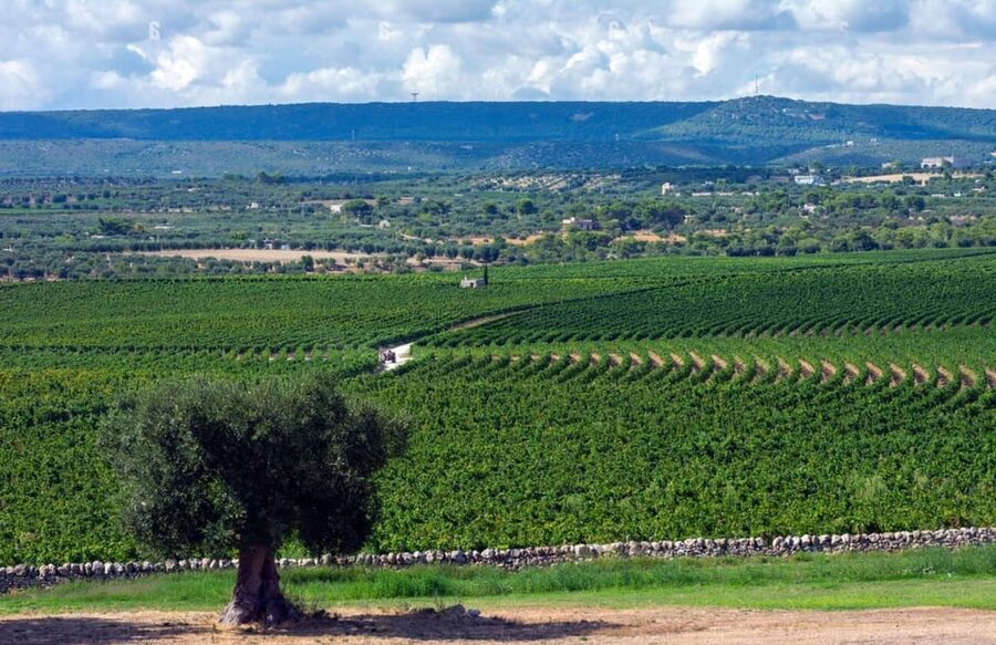 Apulia: Guided Vineyard Tour with Wine Tasting - The underground cellar and 600 oak barriques