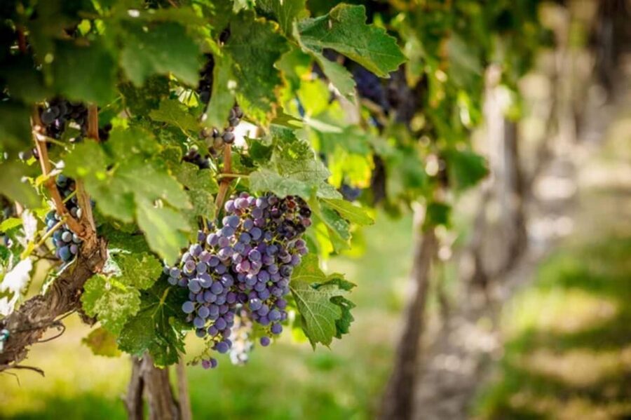 Apulia: Guided Vineyard Tour with Wine Tasting - Local food that makes the tasting better