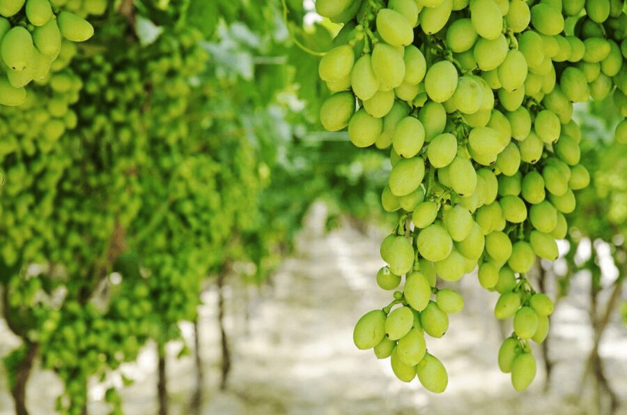 Apulia: Guided Vineyard Tour with Wine Tasting - What the guides add to the experience