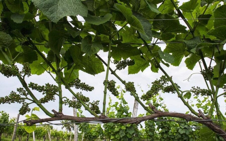 Aquileia: Winery Tour and Tasting - Who will enjoy this Aquileia winery visit
