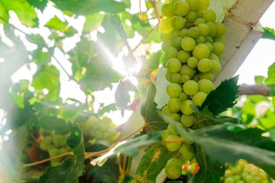 Aranda de Duero: Tour of Underground Cellar and Wine Museum - Why this old cellar is the main attraction