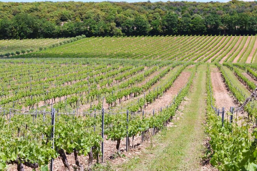 Ardèche: Cellar tour and tasting of the range - What the 90-minute schedule feels like