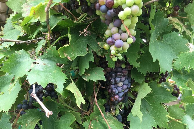 Arizona Winery All-Inclusive Tour with Lunch & Tastings - Is $199 a fair price?