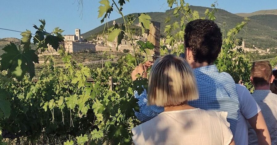 Assisi: Wine tasting, gourmet pairing, walk in the vineyards - Key points to know before booking