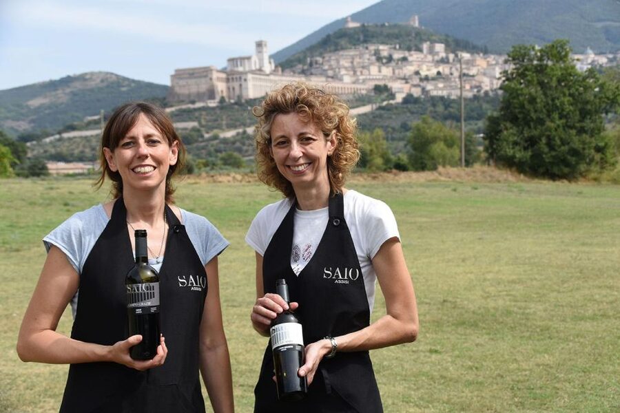 Assisi: Wine tasting, gourmet pairing, walk in the vineyards - A vineyard tasting with Assisi in the background