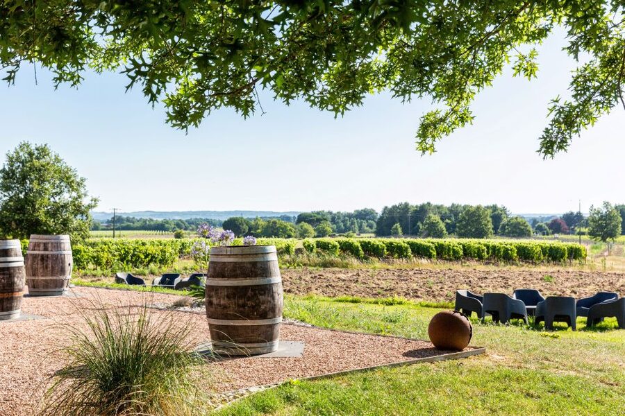 At the gates of Toulouse: from the vine to the cellar - Why Fronton and Négrette make this visit different