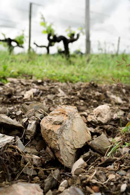 Aubance: Tour and Tasting at Domaine de Haute Perche - FAQ