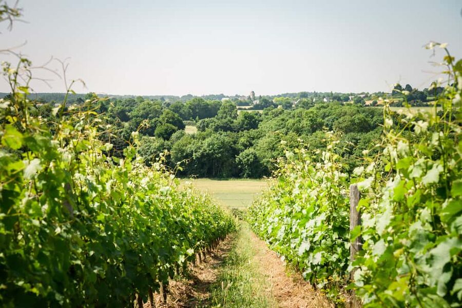 Aubance: Tour and Tasting at Domaine de Haute Perche - Starting among the Aubance vines