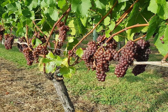 Auckland City Tour & Kumeu Wine Country Includes Wine Tastings & Lunch - How the price compares with doing it yourself
