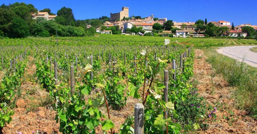 Avignon: Full-Day Wine Tour around Châteauneuf-du-Pape - Why this wine day works so well from Avignon