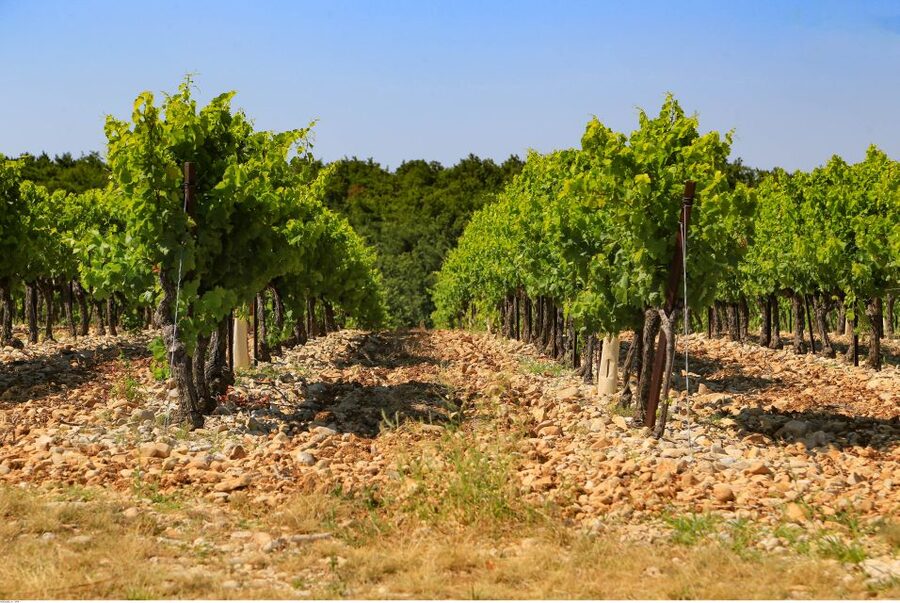 Avignon: Full-Day Wine Tour around Châteauneuf-du-Pape - The lunch stop is part of the value