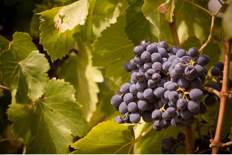 Avignon: Full-Day Wine Tour around Châteauneuf-du-Pape - Should you book this Châteauneuf-du-Pape day?