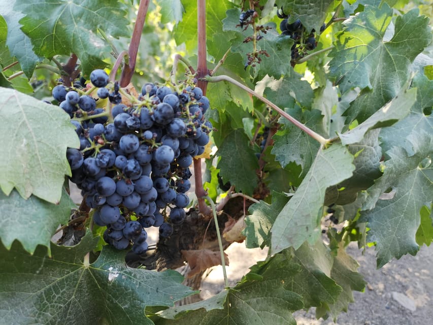 Bahá’í Temple, Winery and Lapis Lazuli + Private Transport - Daniel and the value of a private guide