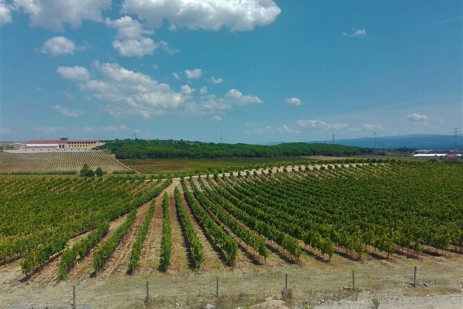 Bairrada Winery Route, full-day from Coimbra - Is $162.68 a fair price?