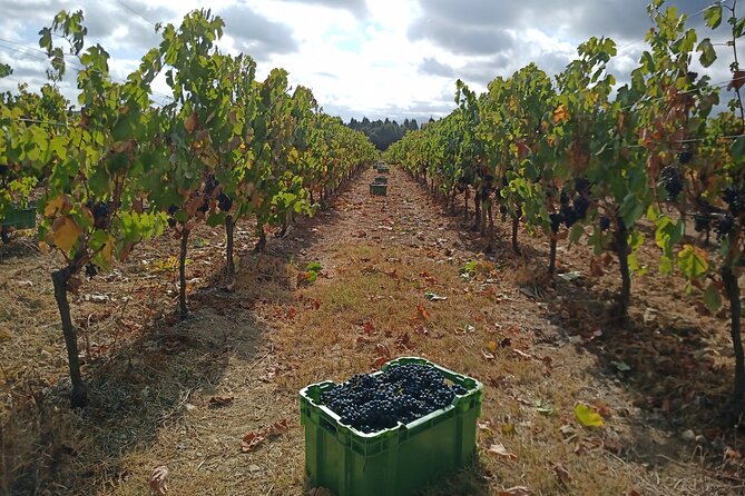 Bairrada Winery Route, half day from Coimbra - Is $119.09 a fair price?
