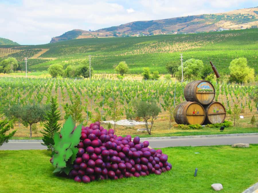 Baku: Organic Winery Tour in Shamakhi with Local Lunch - Walking through the large organic vineyard