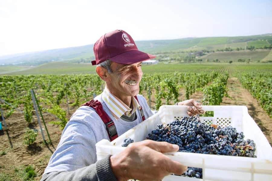 Baku: Organic Winery Tour in Shamakhi with Local Lunch - Practical details that affect your decision