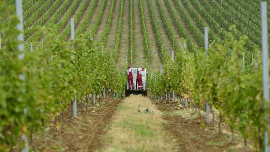 Baku: Organic Winery Tour in Shamakhi with Local Lunch - Why Shamakhi matters for Azerbaijani wine