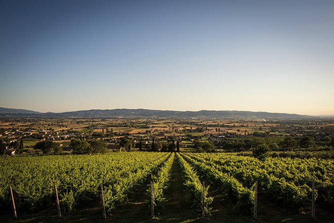 Balsamic Vinegar, Olive oil and Organic Winery Tour in Assisi with tasting - Stop two: the organic winery and olive groves
