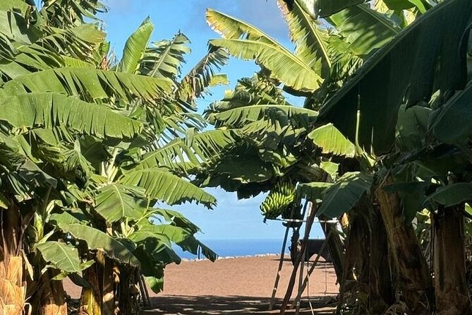 Banana Museum, Rum Distillery & Winery guided tour with tasting - An hour in Agaete for lunch