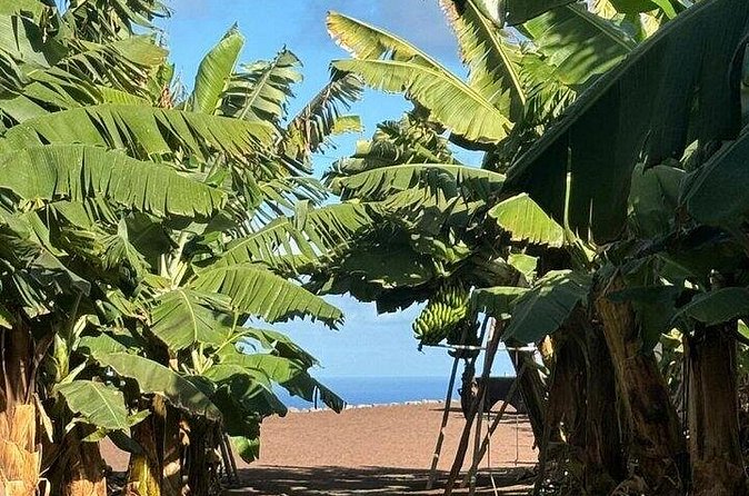 Banana Museum, Rum Distillery & Winery guided tour with tasting - A short mojo sauce workshop