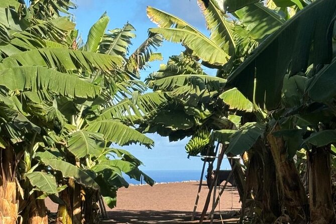 Banana Museum, Rum Distillery & Winery with Tasting: Premium tour - Agaete gives you an hour to eat