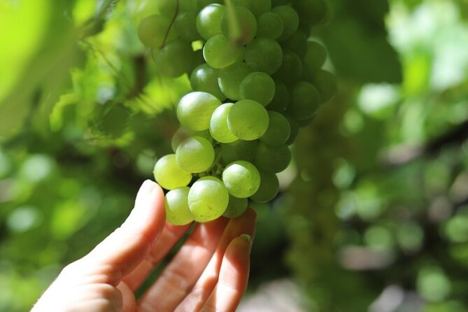Banana Museum, Rum Distillery & Winery with Tasting: Premium tour - Bodega Los Berrazales, wine, coffee, and grapes