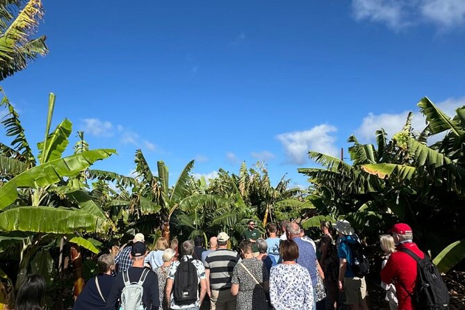 Banana Museum, Rum Distillery & Winery with Tasting: Premium tour - Pickup details can change your morning