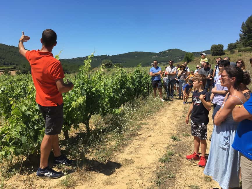 Bandol: Family Vineyard Tour and Tasting - Walking the restanque vineyards