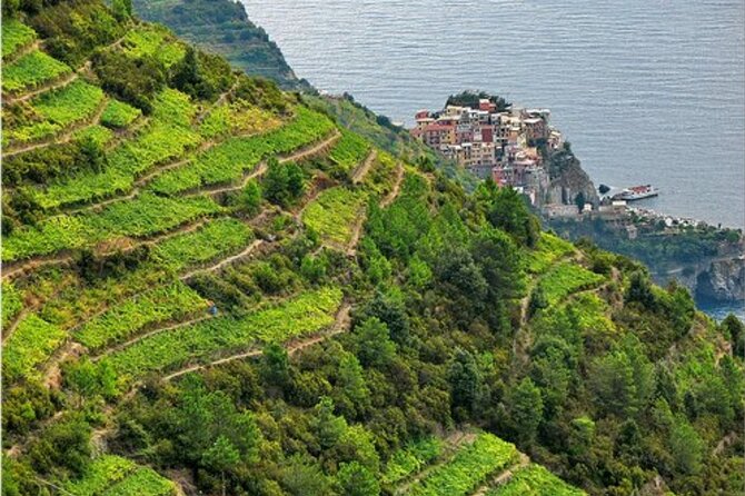 BarCa Winery Cinqueterre Trekking & Wine Tasting & Pesto Class - Meeting Andrea at the cellar in Volastra