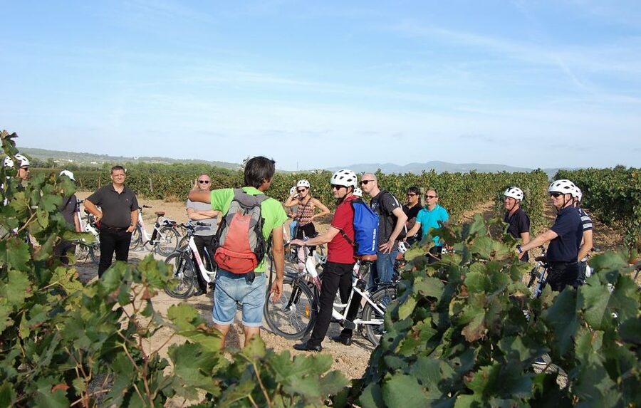 Barcelona: Bike & Wine Guided Tour - Penedès vineyards - Should you book the Penedès bike and wine tour?