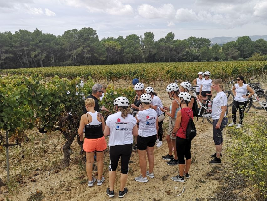 Barcelona: Bike & Wine Guided Tour - Penedès vineyards - Visiting a traditional ecological winery