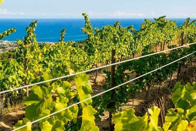 Barcelona eBike Beach Private Tour to Vineyards & Picnic - The train ride back to Barcelona