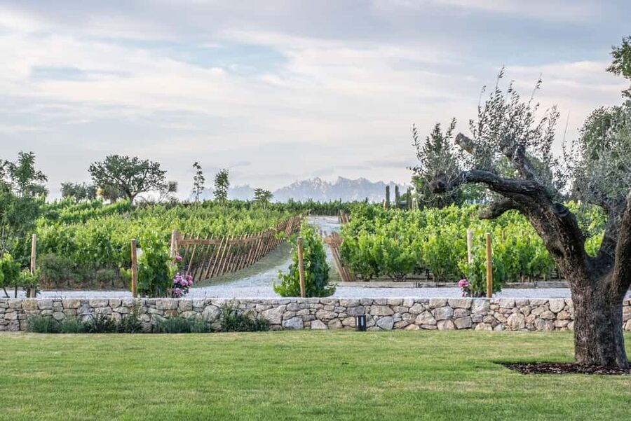 Barcelona-Penedès: Familia Torres wine & tapas winery tour - Starting with the Torres family story