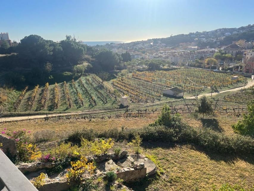 Barcelona: Sailing and Alella Winery Tour with Wine Tasting - Alella’s old wine tradition
