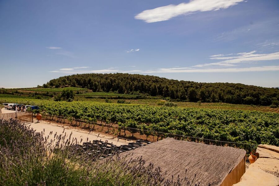 Barcelona: Vineyard Horseback Riding & Wine Tasting + Tapas - Tasting wine with pica pica tapas