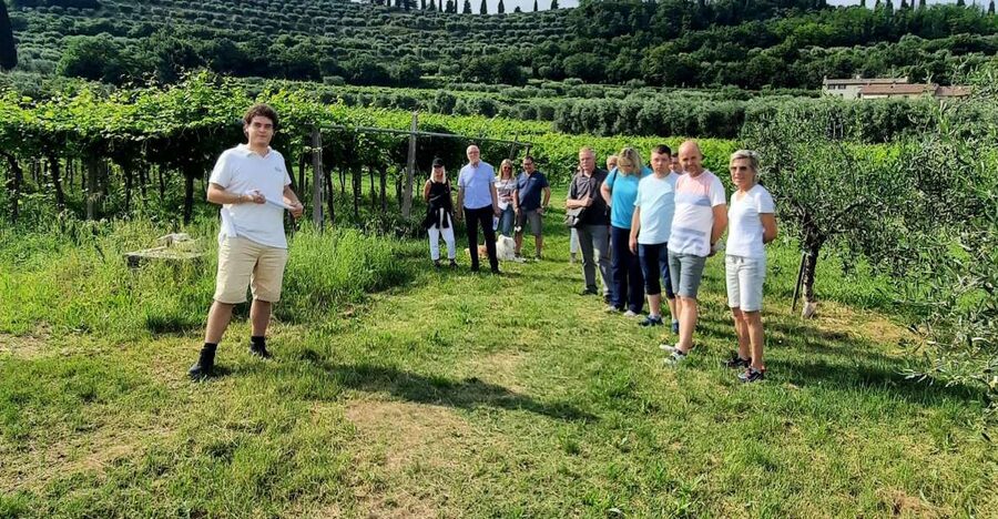 Bardolino: Vineyard Tour with Wine, Olive Oil & Food Tasting - The walk through the vineyard and olive trees